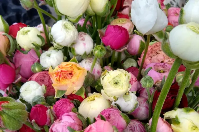 Květinová farma ProRadost